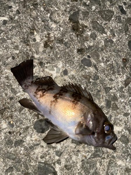 釣れたら楽しいね